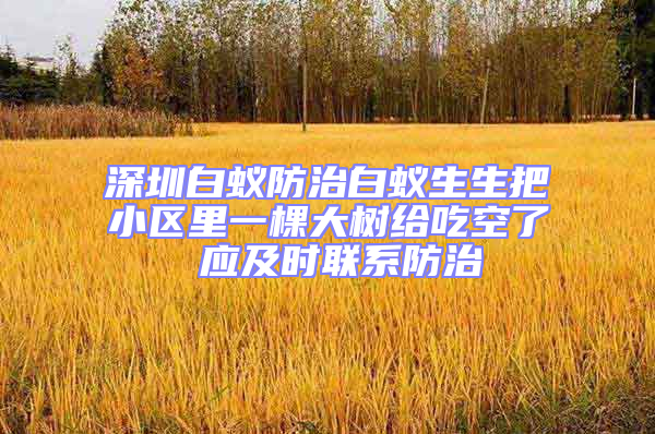 深圳白蟻防治白蟻生生把小區里一棵大樹給吃空了 應及時聯系防治