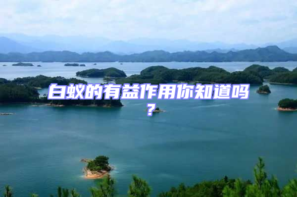 白蟻的有益作用你知道嗎？