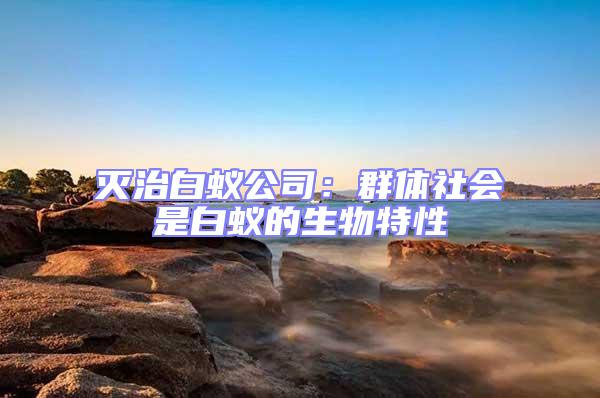 滅治白蟻公司：群體社會是白蟻的生物特性