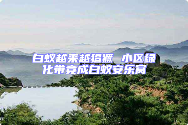 白蟻越來越猖獗 小區綠化帶竟成白蟻安樂窩